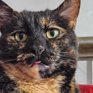 Meet your Posher, Addison